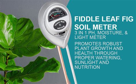 ficus audrey moisture meter|fiddle leaf fig moisture meter.